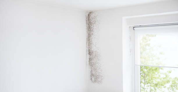 Best Comprehensive Air Testing for Mold Contaminants  in Taylorsville, KY