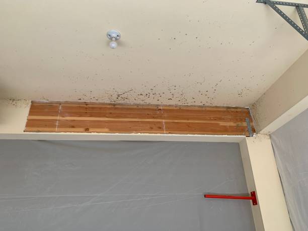 Best Mold Remediation for Healthcare Facilities  in Taylorsville, KY