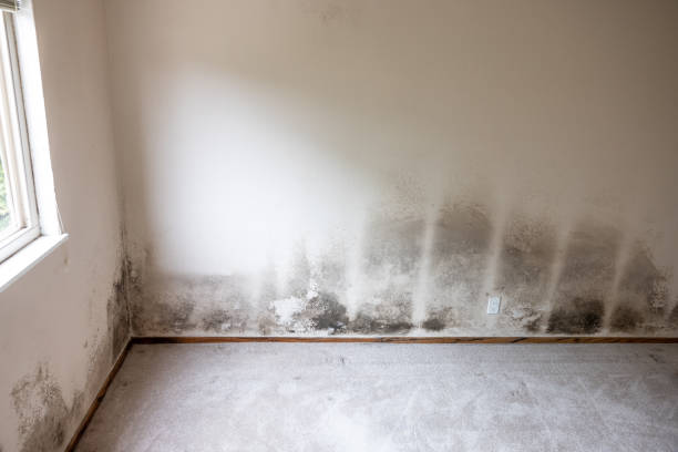 Taylorsville, KY Mold Removal Company