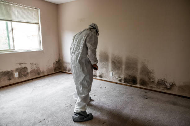 Best Mold Damage Restoration  in Taylorsville, KY